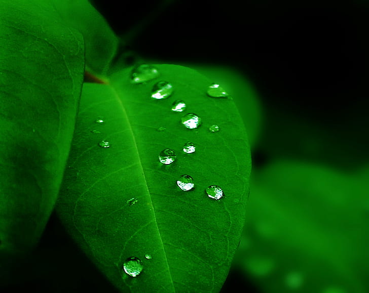 water droplets on green leaf, de, Felicidad, hoja, verde, luz, HD wallpaper
