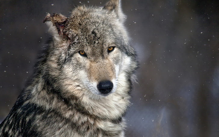 gray and white wolf, animals, snow, one animal, winter, cold temperature