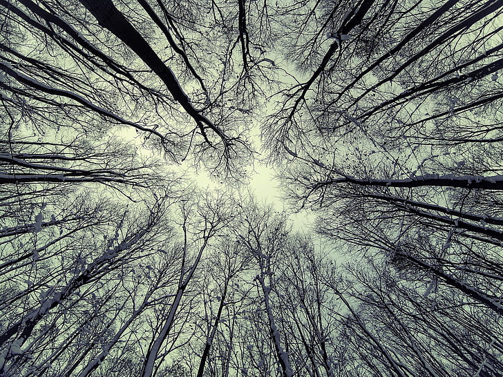 bare tree forest, nature, trees, plant, low angle view, branch, HD wallpaper