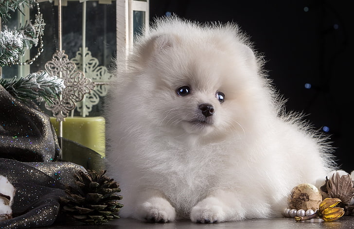 white Pomeranian puppy, dog, beautiful, pets, animal, cute, young Animal