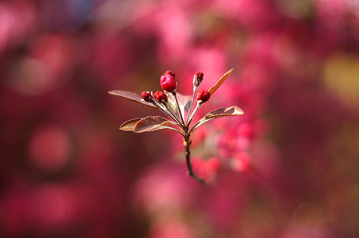 photography, macro, depth of field, flowers, pink flowers, leaves