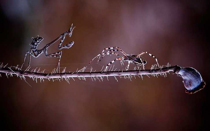 brown spider and brown praying mantis, branch, scramble, insects