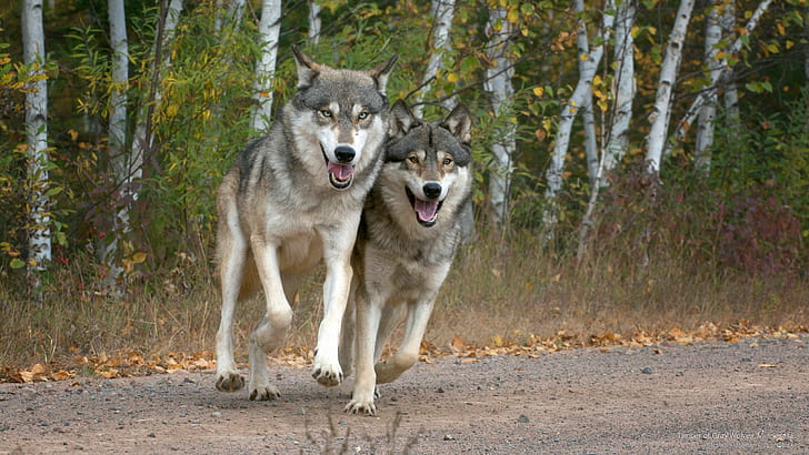 Timber of Gray Wolves, Minnesota, Animals