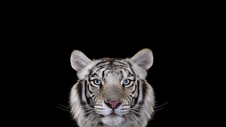 white bengal tiger, photography, mammals, cat, simple background