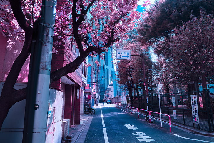 Japan, flowering in the spring, city street