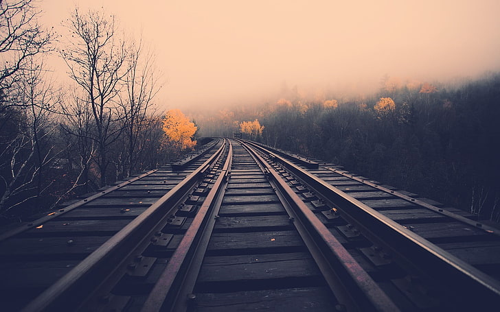 three brown train rails, train railway in betweeen withered trees, HD wallpaper