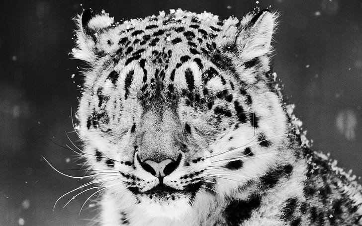 HD wallpaper: White Tiger, animals, snow, nice, beautiful, cute, beauty |  Wallpaper Flare