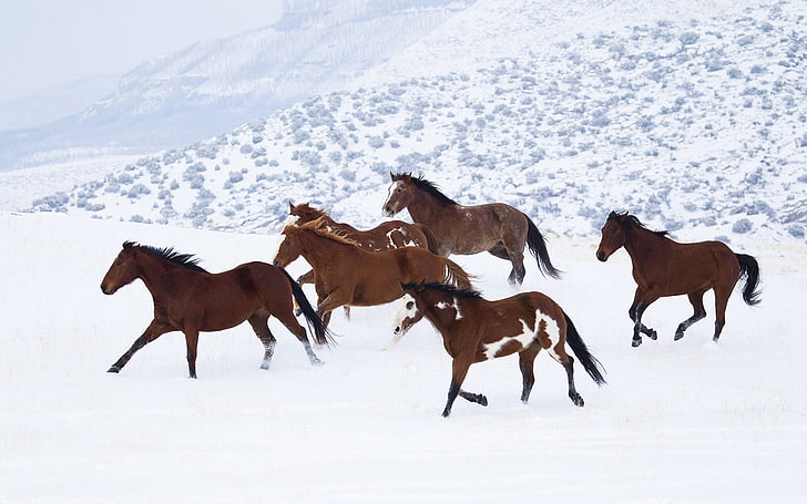 six brown horses, snow, animals, mammal, animal themes, group of animals