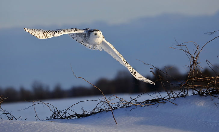 Birds, Snowy Owl, Wildlife
