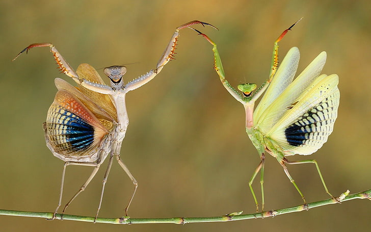 Animal, Praying Mantis, Grasshopper, Insect, HD wallpaper