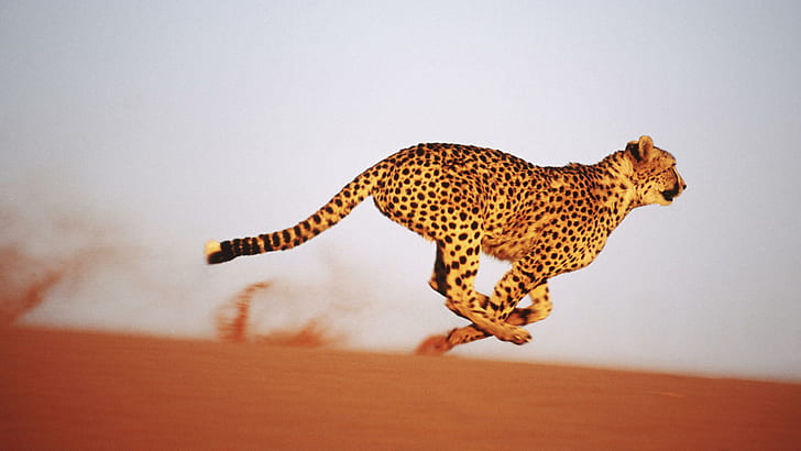 900 Free Cheetah Pictures  Images in HD  Pixabay