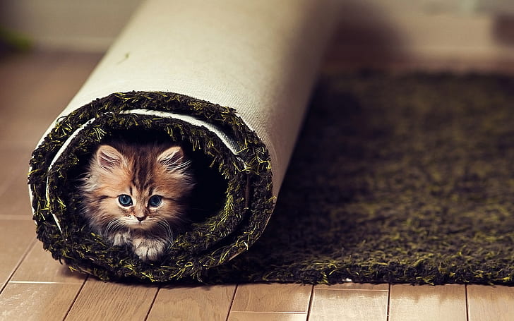 Naughty and cute little cat, HD wallpaper