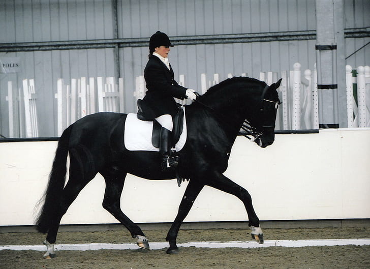 Black Spaniard, spain, dressage, andalusian, andalusian horse