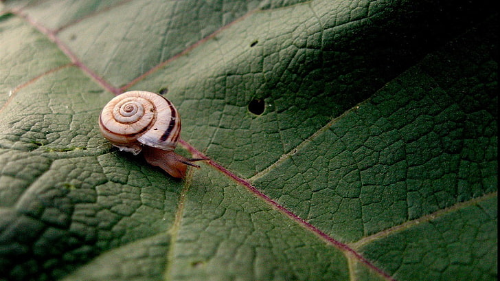 brown snail, animals, macro, leaves, nature, close-up, leaf, plant, HD wallpaper