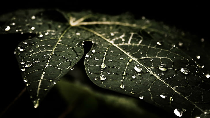 Water Drops, Leaves, Nature, Macro, Dark