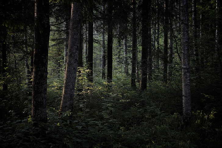 dark, nature, trees, forest, plant, land, tranquility, trunk, HD wallpaper