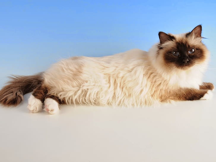 Birman Cat, siamese cat, cute, pose, HD wallpaper