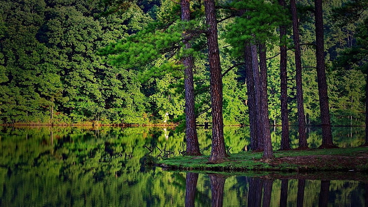 reflection, pine, tree, forest, water, lake, pine forest, trees