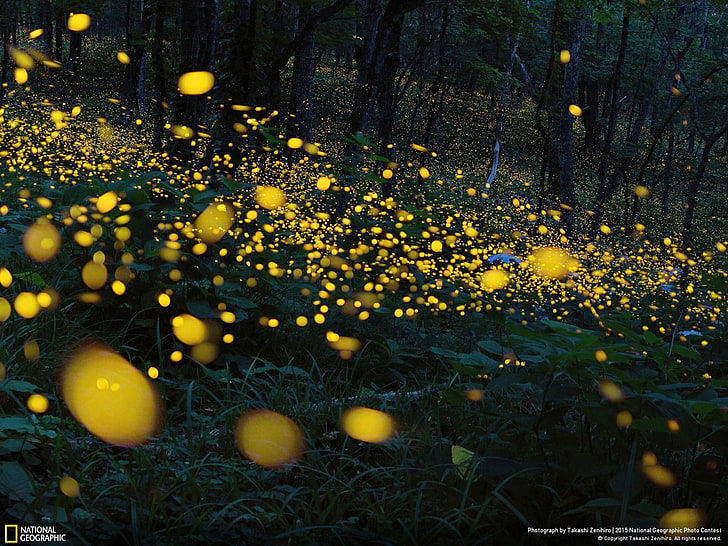 HD wallpaper: Ninohe Iwate Japan Firefly-National Geographic Pho.., yellow  petaled flowers | Wallpaper Flare