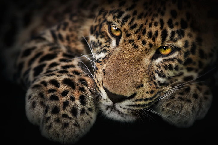 Panthera pardus 1080P, 2K, 4K, 5K HD wallpapers free download | Wallpaper  Flare