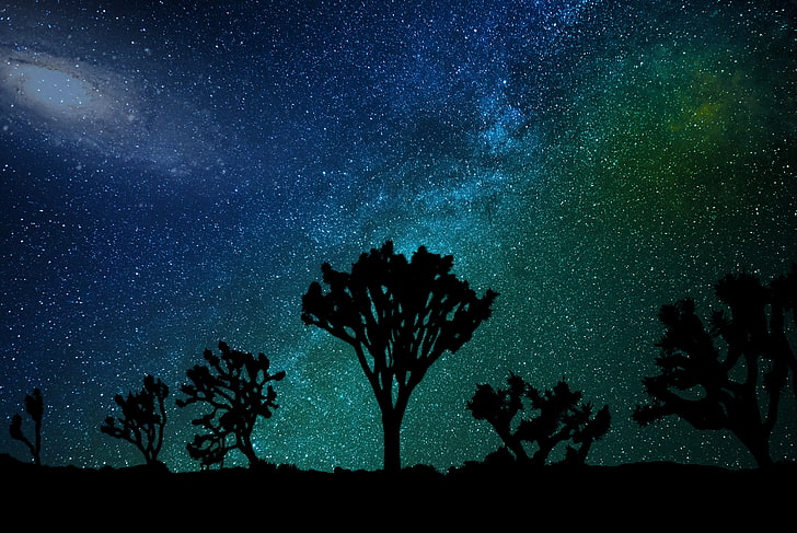 trees under starry night wallpaper, starry sky, joshua tree, star - Space