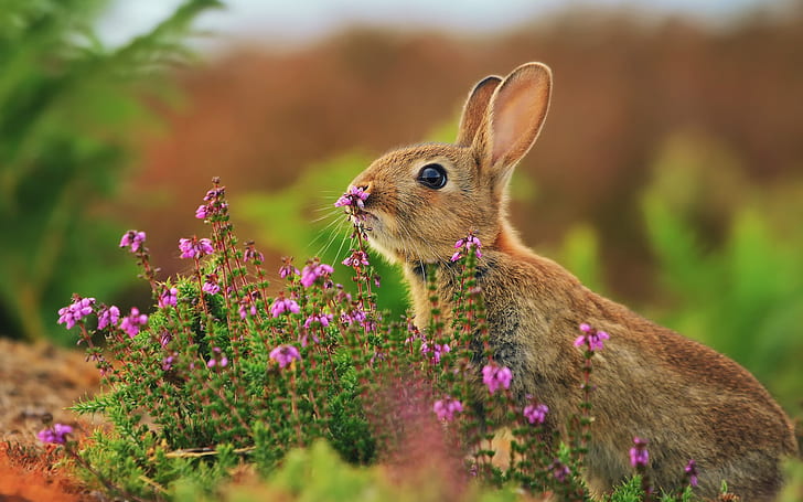 Animals close-up, hare, flowers, grass