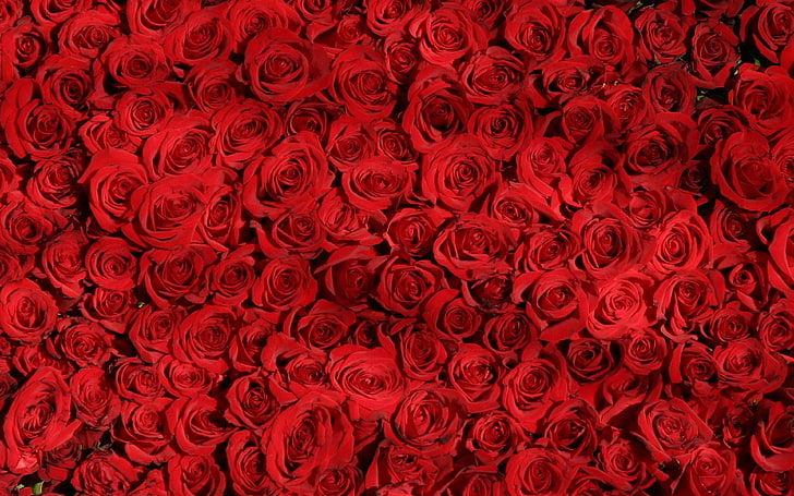 HD wallpaper: rose, red, pattern, flower, backgrounds, full frame, rose -  flower | Wallpaper Flare