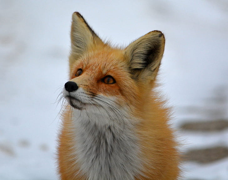orange and white Arctic fox, nature, mammals, animals, foxes