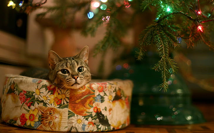 Christmas, New Year, cat, animals, lights, leaves, bokeh