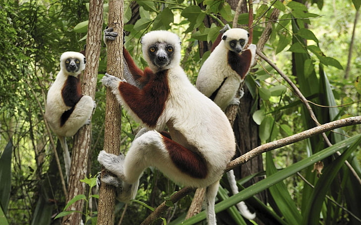 three white-and-brown monkeys, lemurs, branches, climbing, animal, HD wallpaper