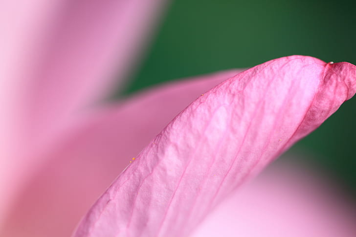 pink flower petal, lotus, lotus, 蓮, 5D  Mark II, hi-res, resolution, HD wallpaper