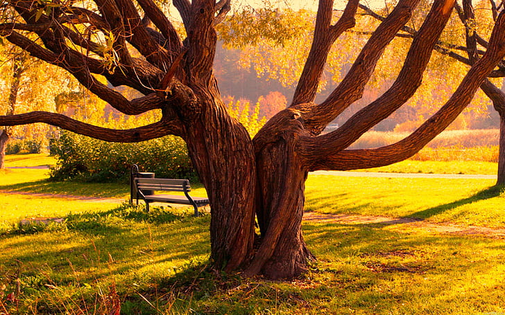Big tree in autumn park, bench, grass