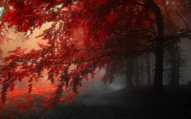 forest, trees, plant, autumn, beauty in nature, change, fog, HD wallpaper