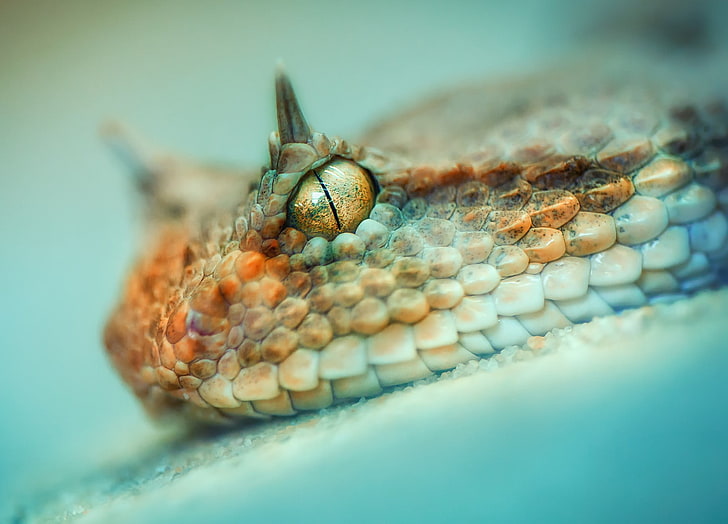 brown and white snake, photography, macro, depth of field, animals