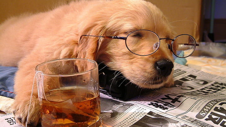 animals tea photography dogs glasses whiskey puppies sleeping drunk drinks newspapers scotch 1920 Animals Dogs HD Art, HD wallpaper