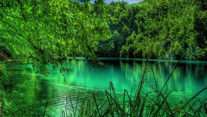 Lakes, Earth, Green, Plitvice Lake, Tree