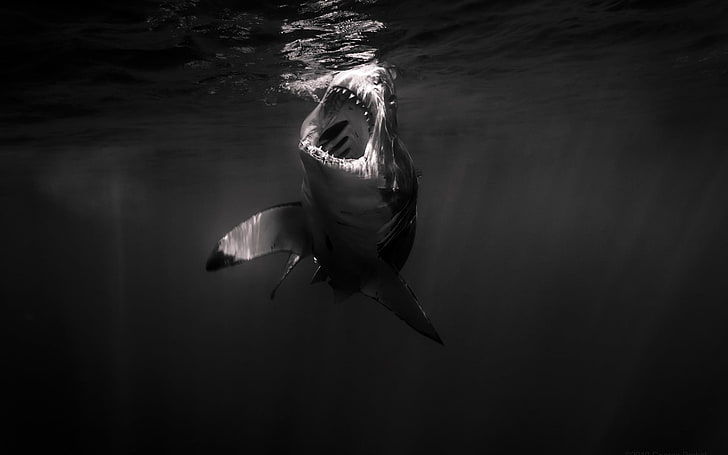 gray and white shark, monochrome, sea, water, underwater, swimming, HD wallpaper