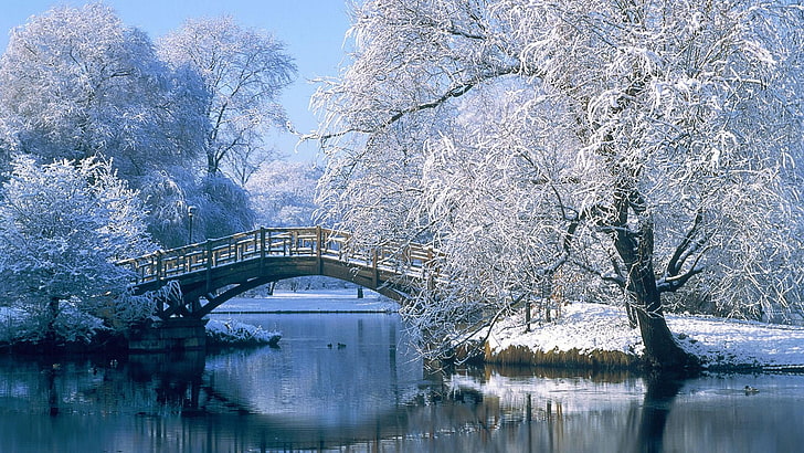 winter, frozen, water, frost, nature, snow, freezing, park, HD wallpaper