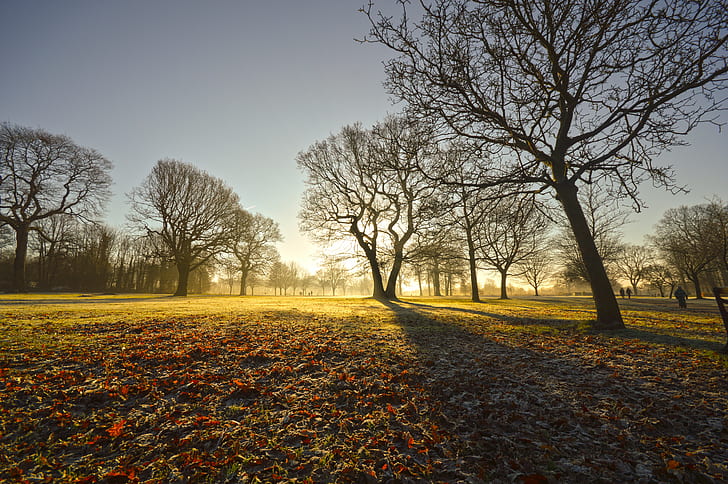 bare trees surrounded by leaves under orange sunset, Frosty, Morning
