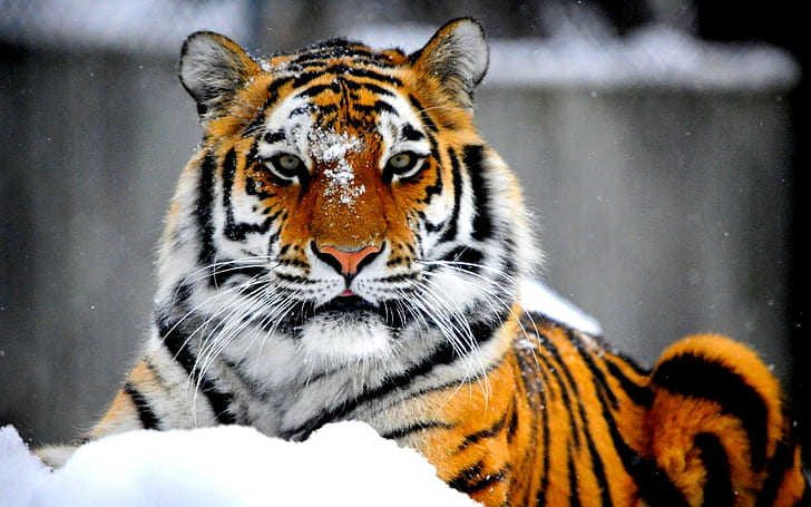 Royal Beauty, tiger, wild cat, predator, the siberian tiger, animals