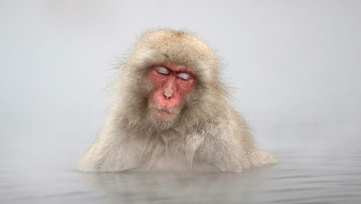 Japanese Macaque Monkey In Hot Springs, Jigokudani, Japan, animals, HD wallpaper