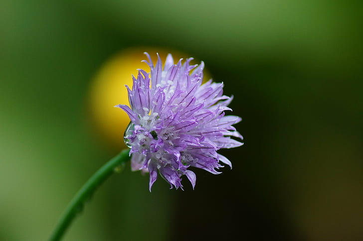 focus photo of purple flower, waterdrop, Blume, Plant, Rot, Grün  Blau, HD wallpaper