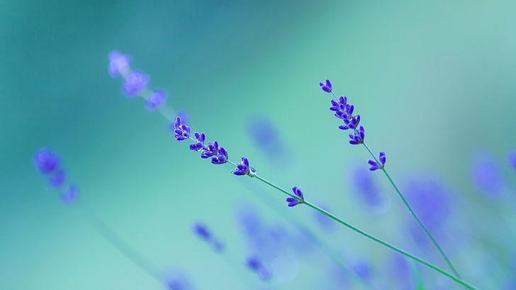 lavender, blurry, flower, purple flowers, english lavender, HD wallpaper