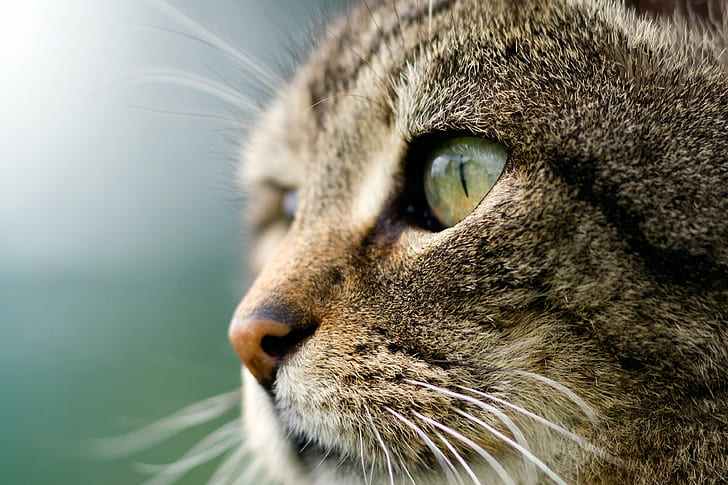 close up photography of brown Tabby cat, sofia, sofia, portrait, HD wallpaper