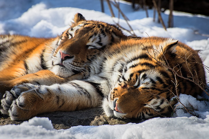 tiger, sleeping, relaxing, animals, snow, big cats, feline, HD wallpaper