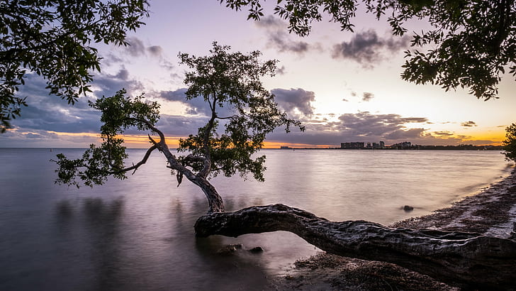 leaning tree above water during sunset, key biscayne, miami, florida, key biscayne, miami, florida