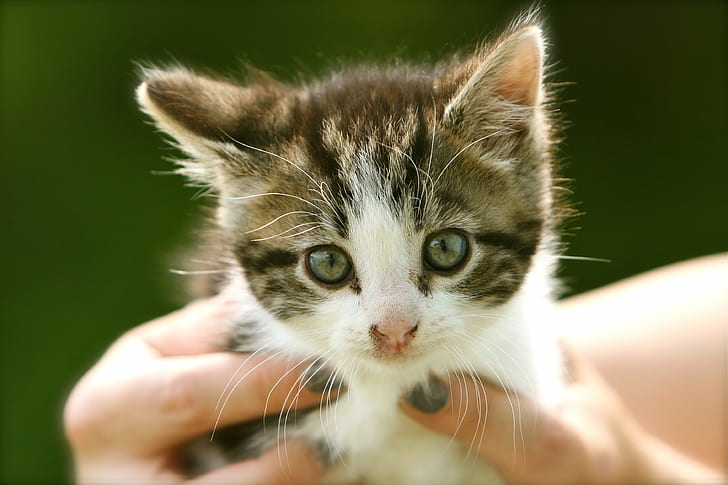 focus photography of grey tabby kitten, cat, pets, animal, domestic Cat, HD wallpaper