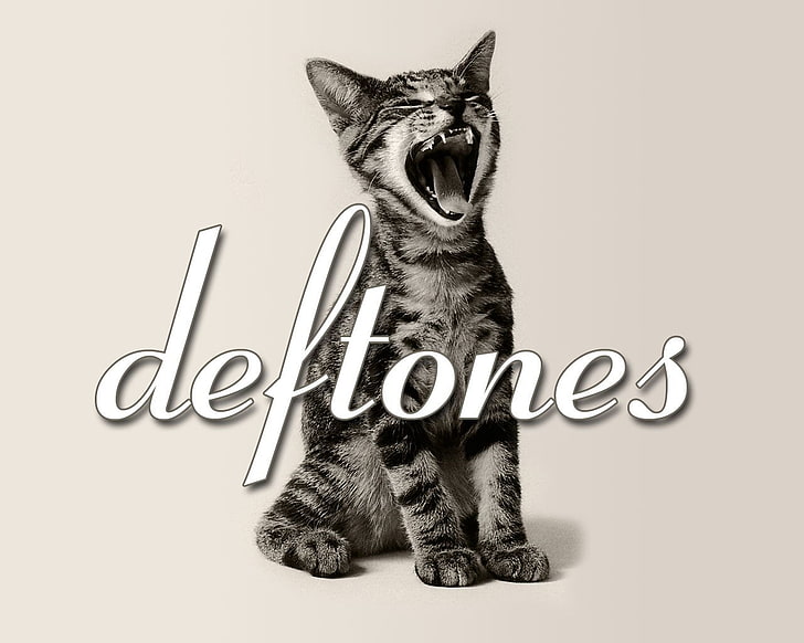 silver tabby cat, Band (Music), Deftones, HD wallpaper