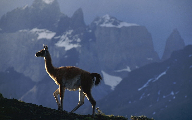 brown camel, lama, mountains, walk, mist, nature, llama, andes, HD wallpaper