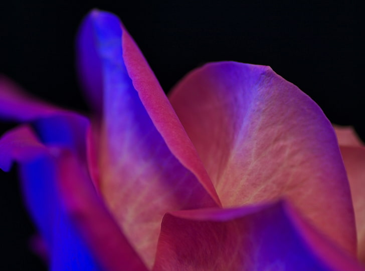 HD wallpaper: Blue Rose Petals, Aero, Macro, Flower, Japan, close-up, bokeh  | Wallpaper Flare